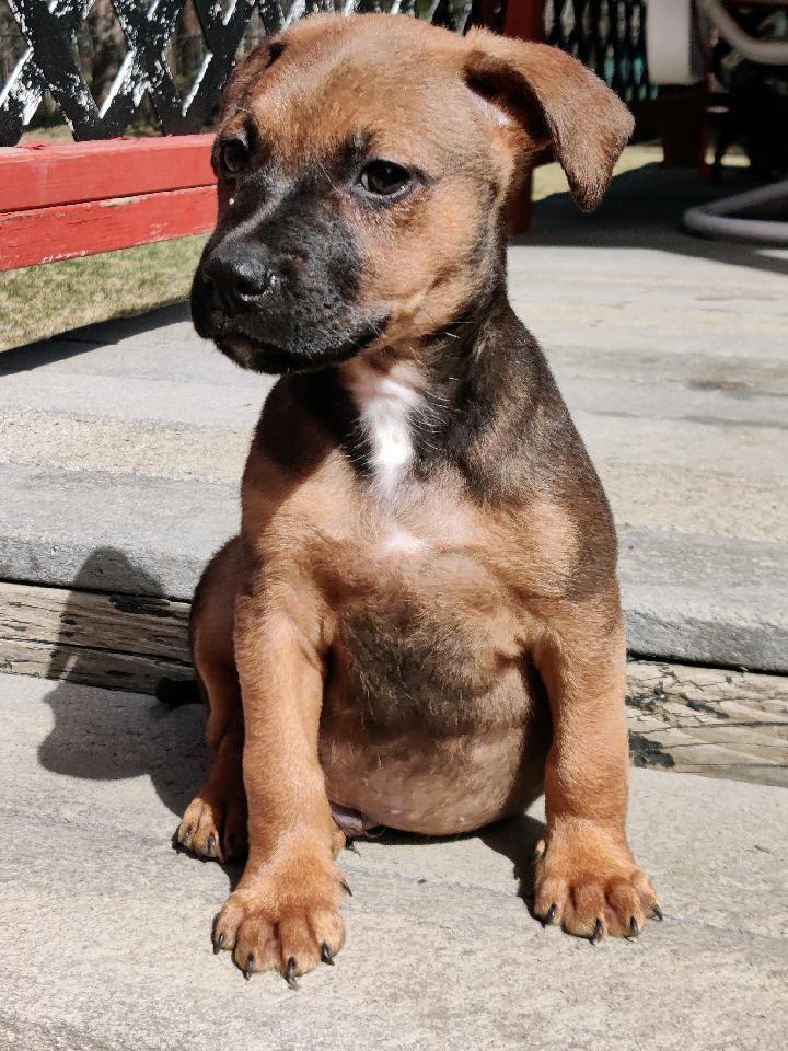 Arche, Adopted, Puppy Male Dachshund & Manchester Terrier.