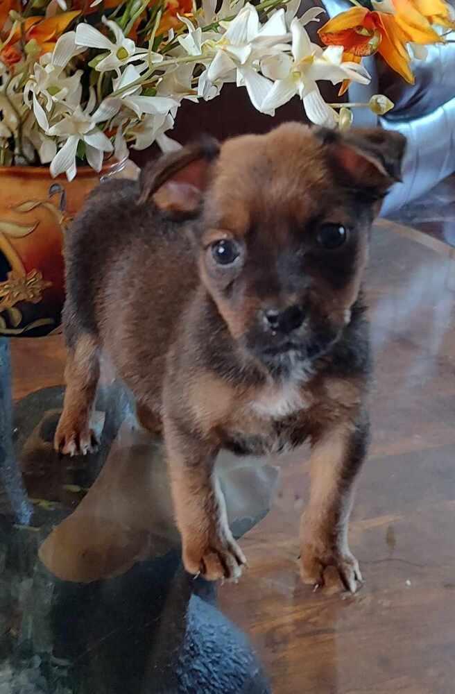 Arche, a Adopted mixed breed in Bend, OR image 3/6