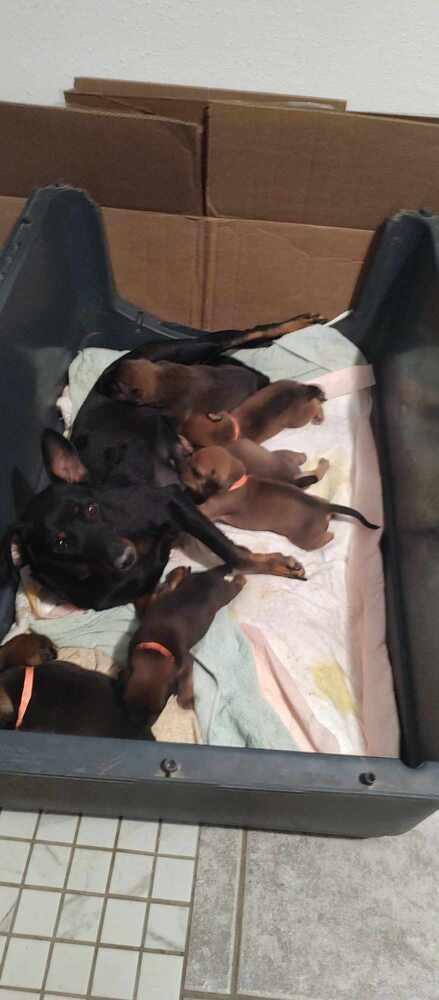 Arche, a Adopted mixed breed in Bend, OR image 4/6