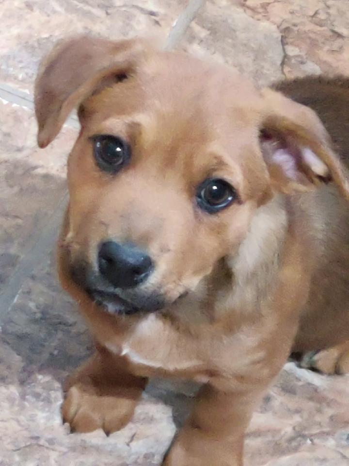 Arche, a Adopted mixed breed in Bend, OR image 5/6