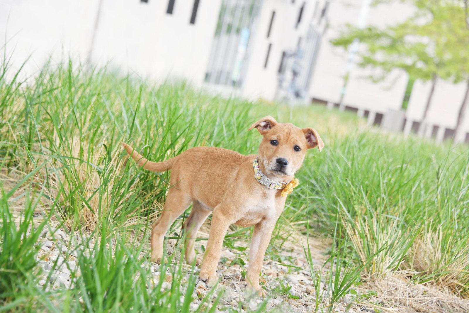 RueRu, Adopted, Puppy Female Labrador Retriever.