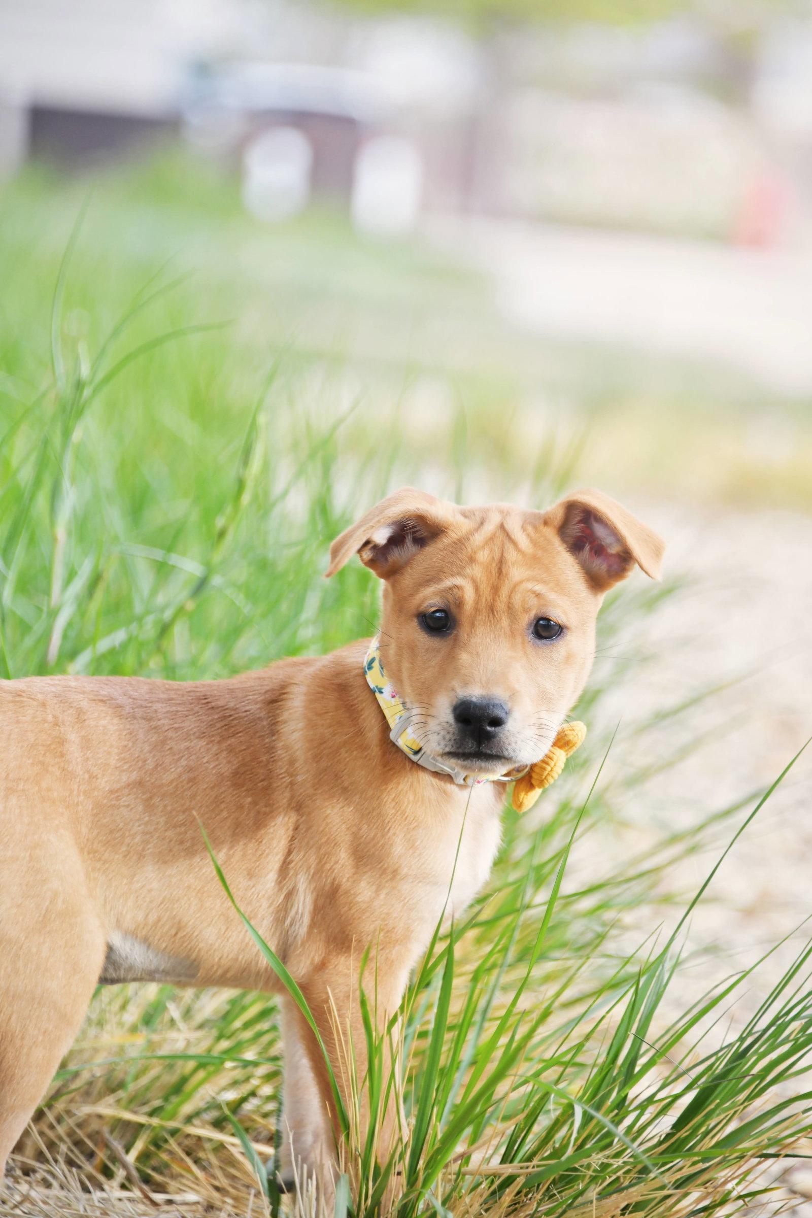 Enlarge RueRu, a Adopted Labrador Retriever in Salt Lake City, UT image 2/3