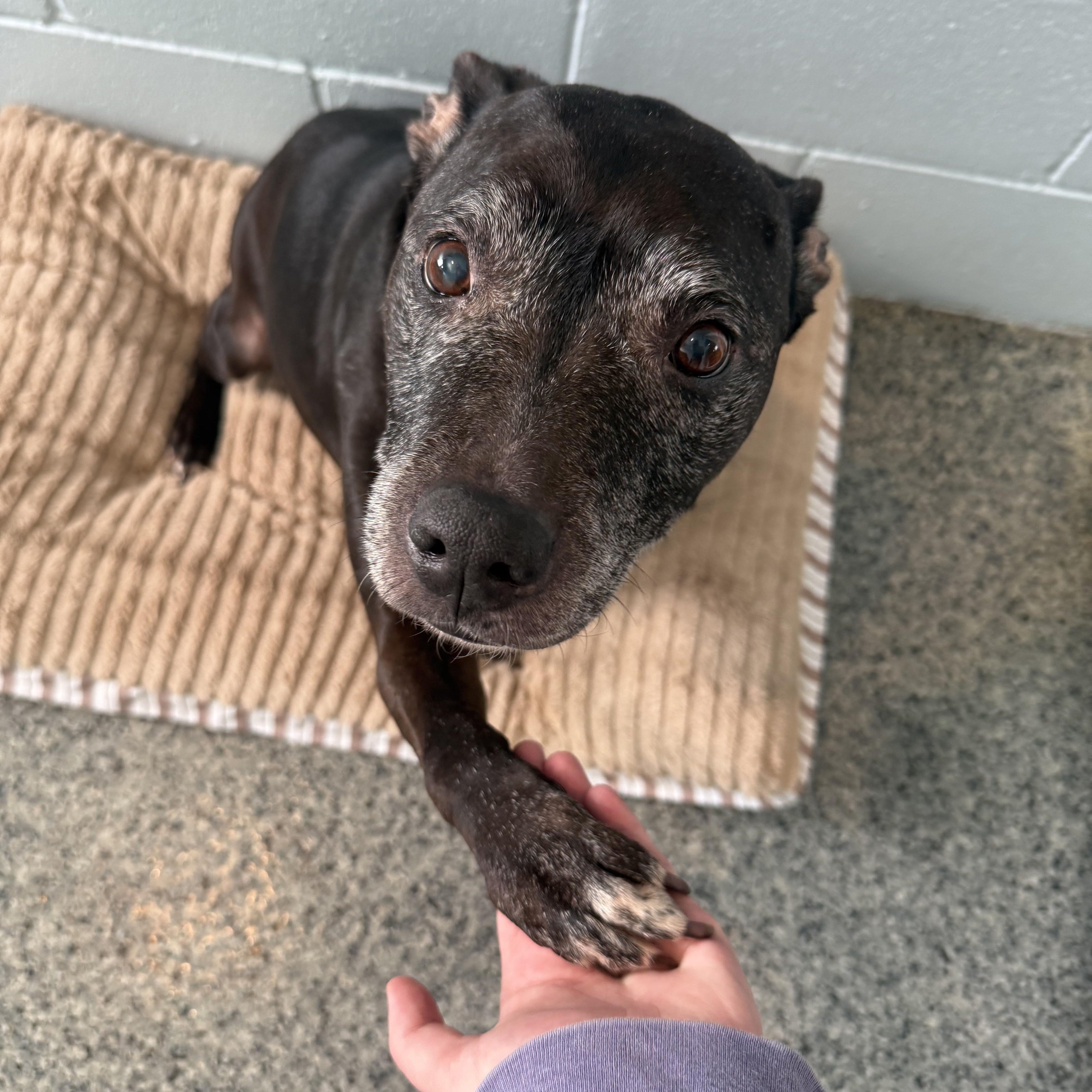 Tiana, ADOPTABLE, Senior Female Pit Bull Terrier.