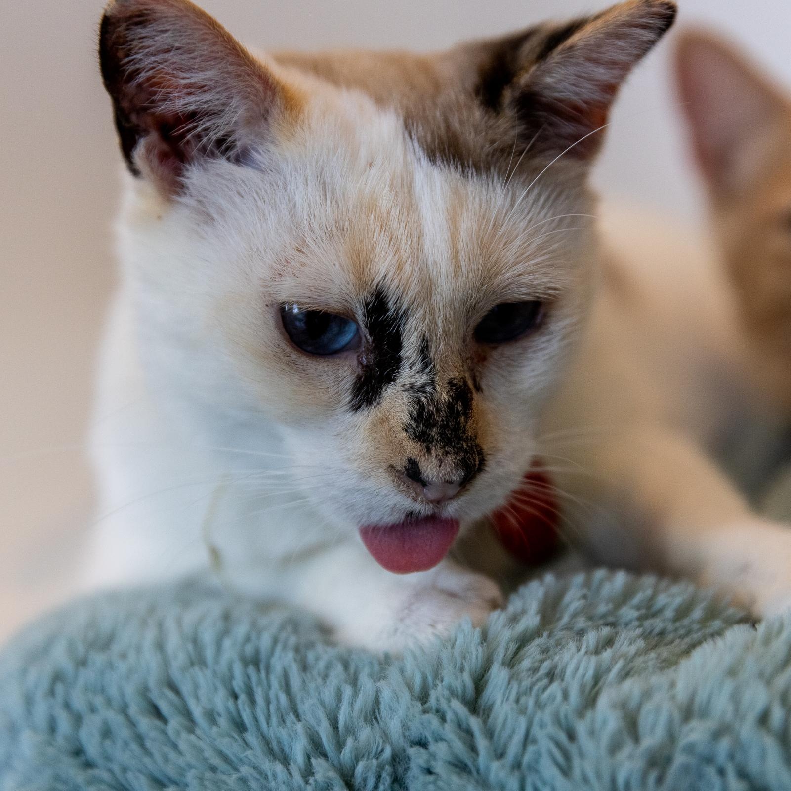 Enlarge Gladys, a Adoptable mixed breed in Long Beach, CA image 3/3