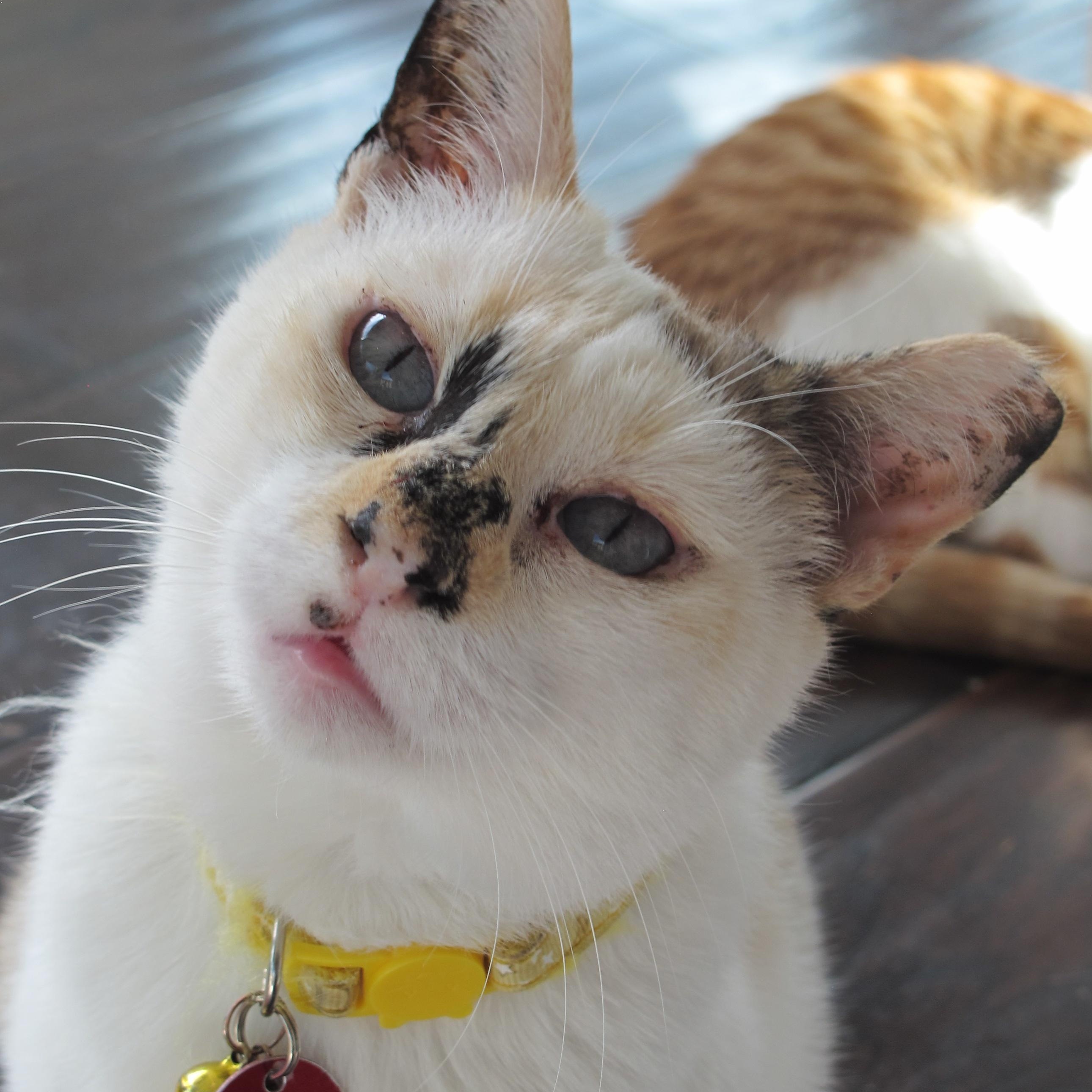 Enlarge Gladys, a Adoptable mixed breed in Long Beach, CA image 2/3