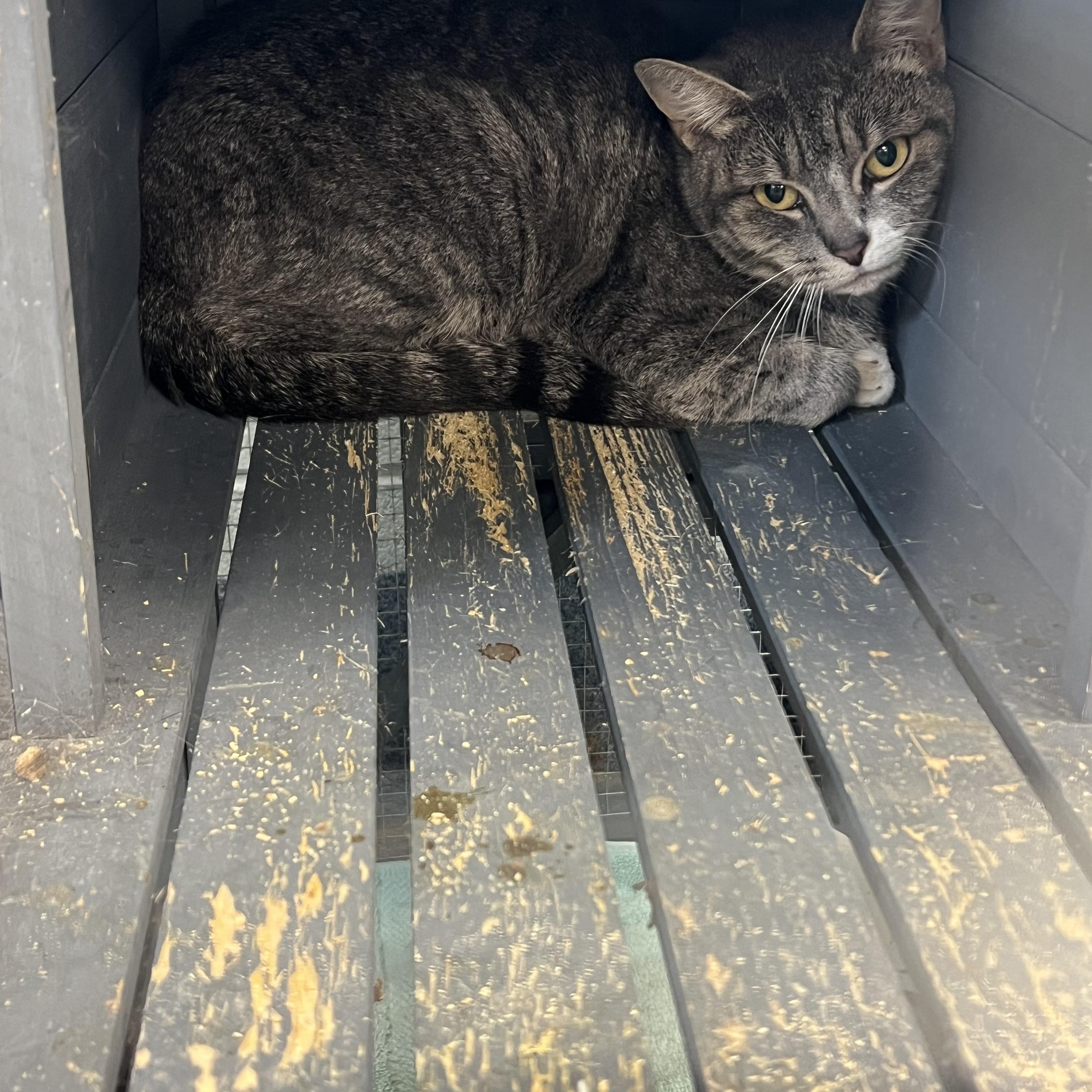 Bolt, Adoptable, Young Female Domestic Short Hair.