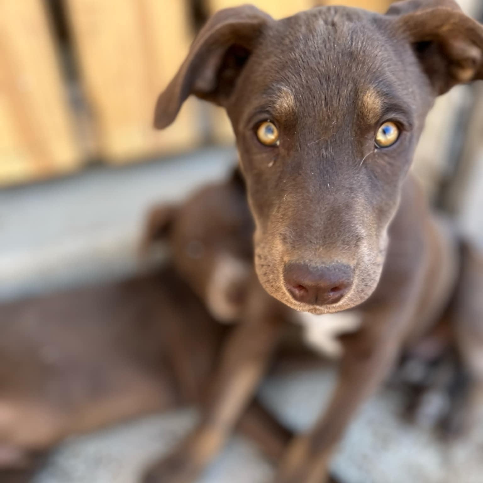 Enlarge Juno, a ADOPTABLE mixed breed in Paramus, NJ image 3/6