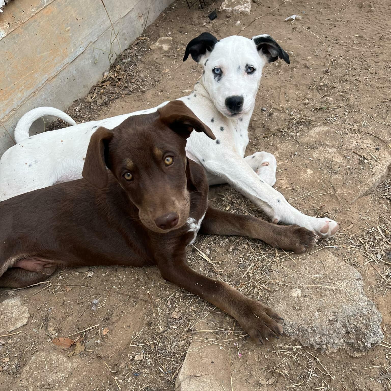Enlarge Juno, a ADOPTABLE mixed breed in Paramus, NJ image 2/6