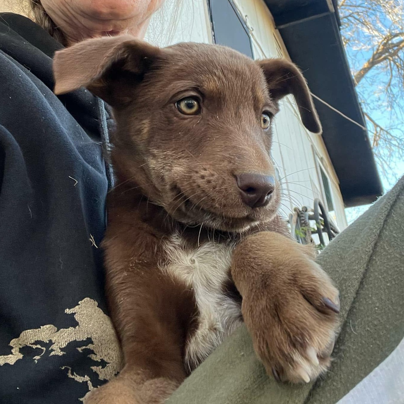 Juno, ADOPTABLE, Puppy Male Husky.