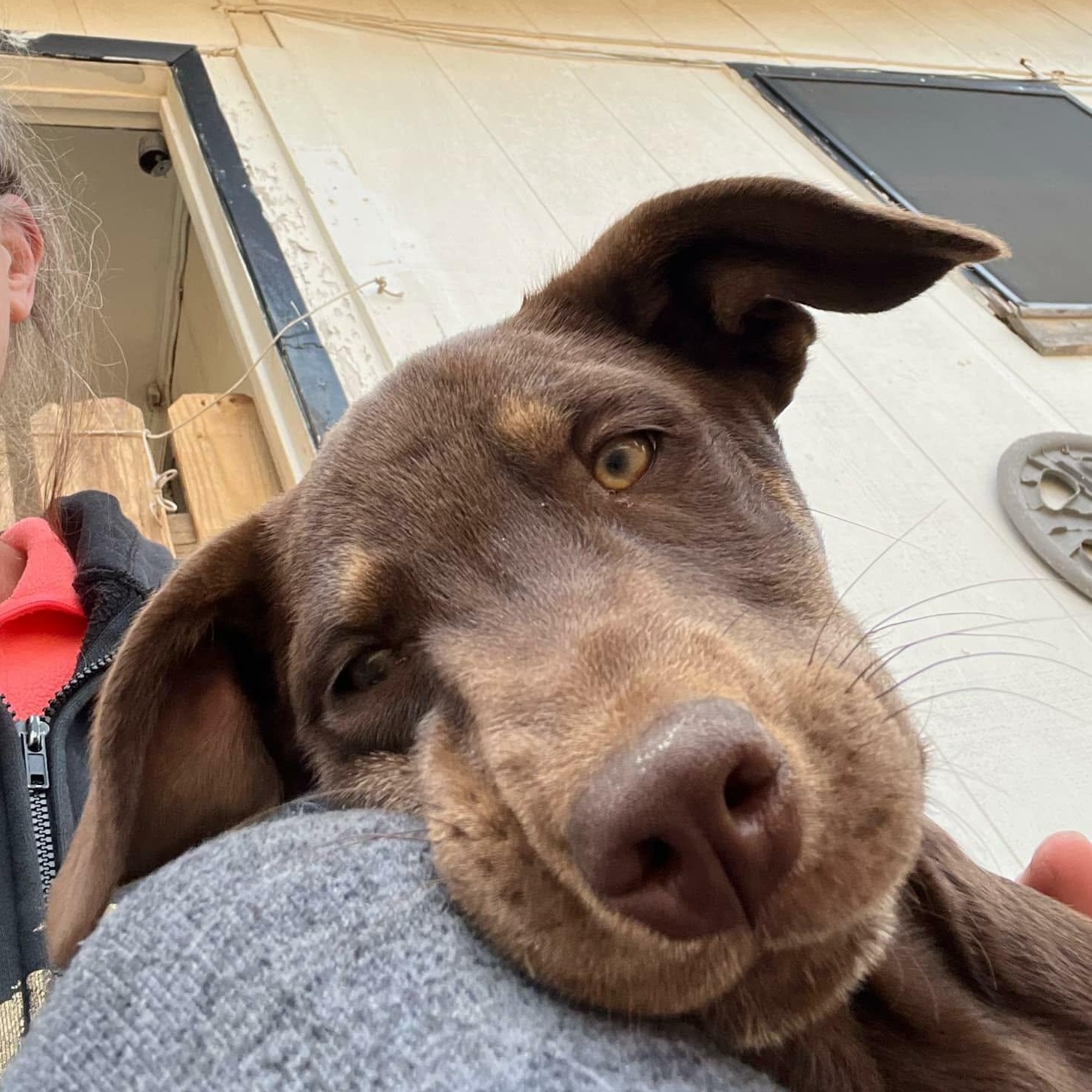 Enlarge Juno, a ADOPTABLE mixed breed in Paramus, NJ image 4/6