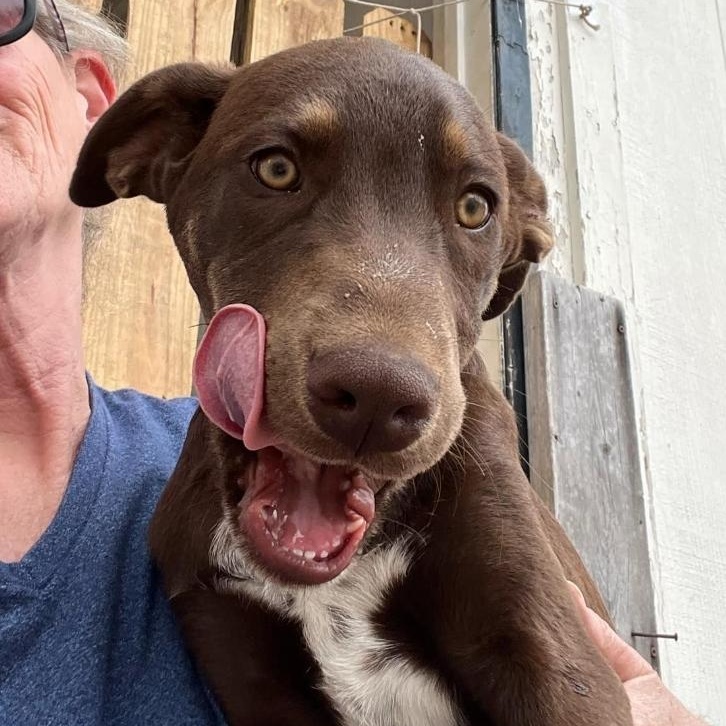 Enlarge Juno, a ADOPTABLE mixed breed in Paramus, NJ image 1/6