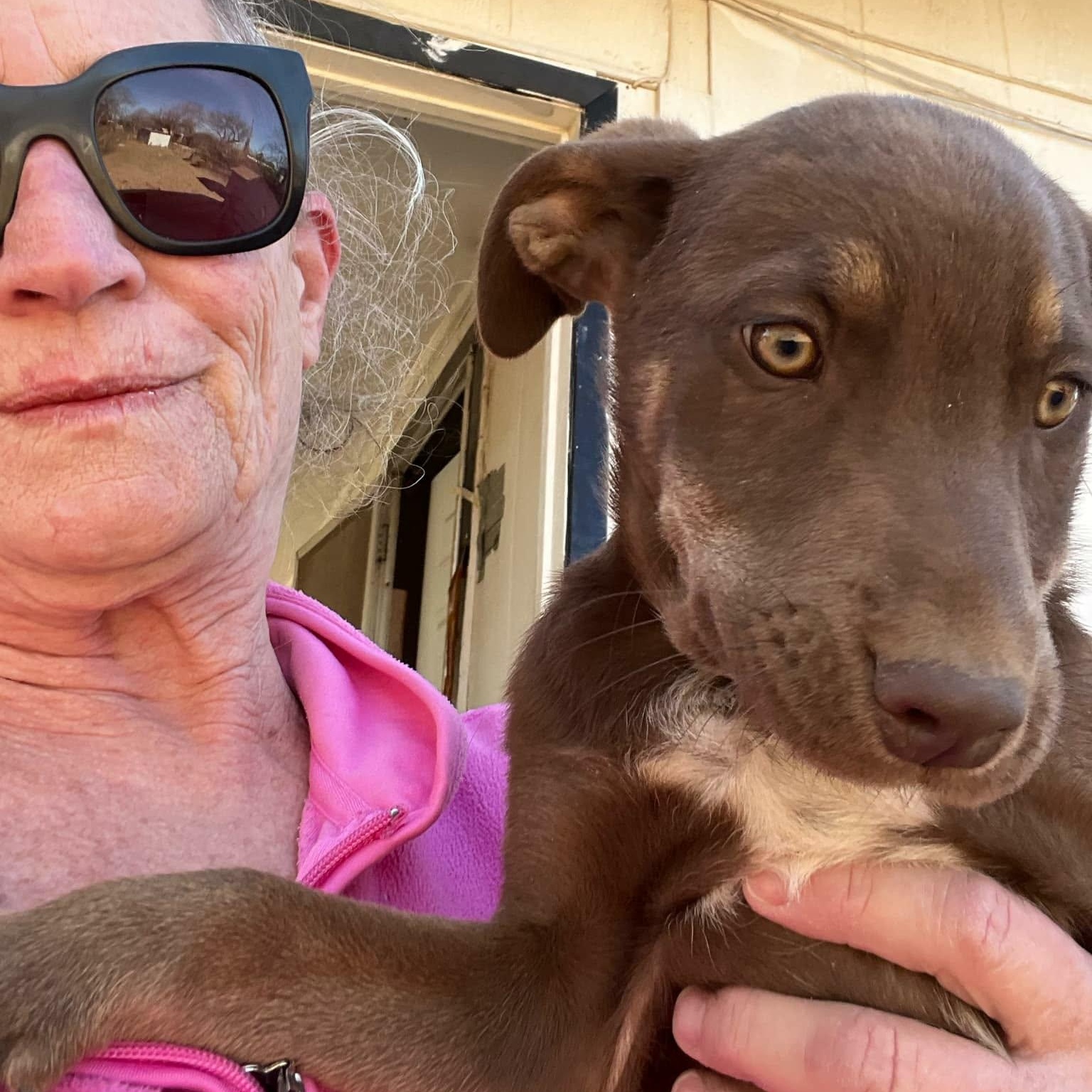 Enlarge Juno, a ADOPTABLE mixed breed in Paramus, NJ image 6/6