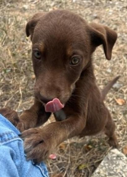 Juno, ADOPTABLE, Puppy Male Husky.