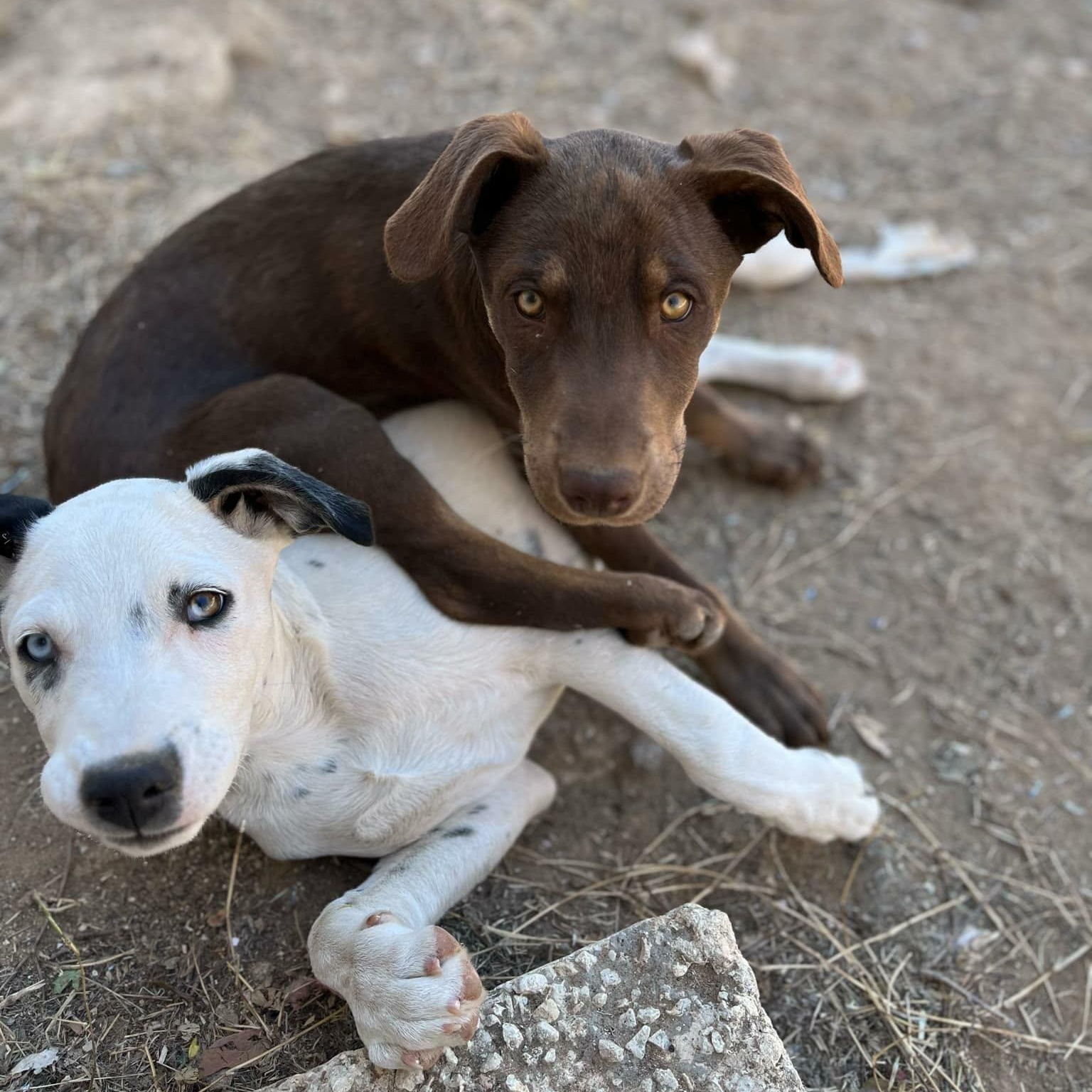 Enlarge Juno, a ADOPTABLE mixed breed in Paramus, NJ image 5/6