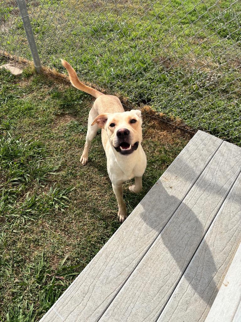 PattyMelt, Adoptable, Adult Male Pit Bull Terrier & Mixed Breed.