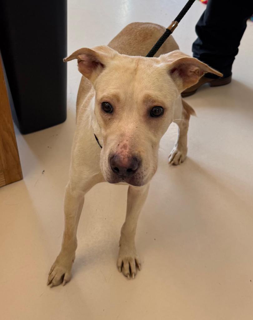 PattyMelt, a Adoptable mixed breed in Belton, TX image 2/2