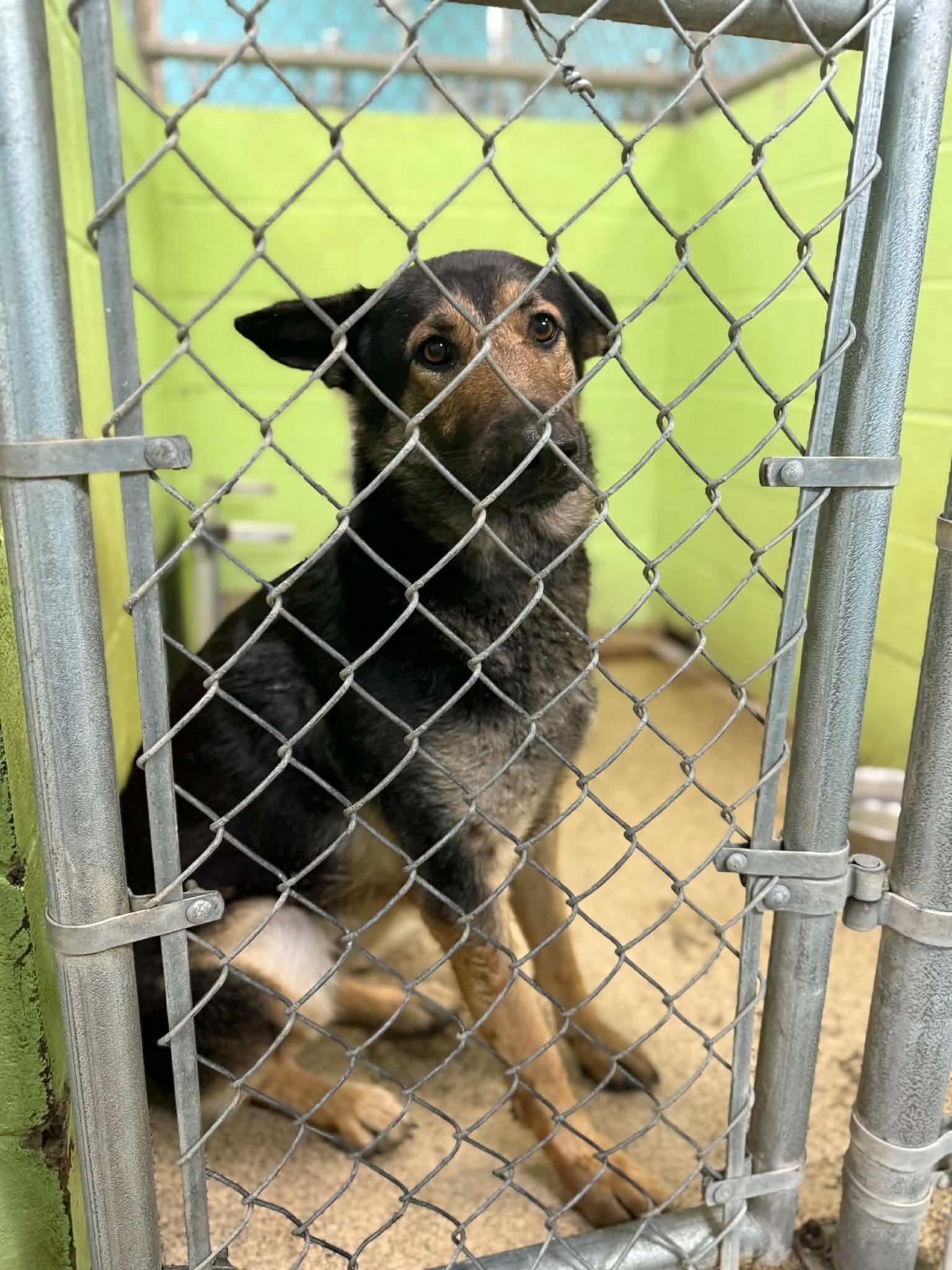 Enlarge Linnea, an adopted German Shepherd Dog in Fort Payne, AL image 6/6