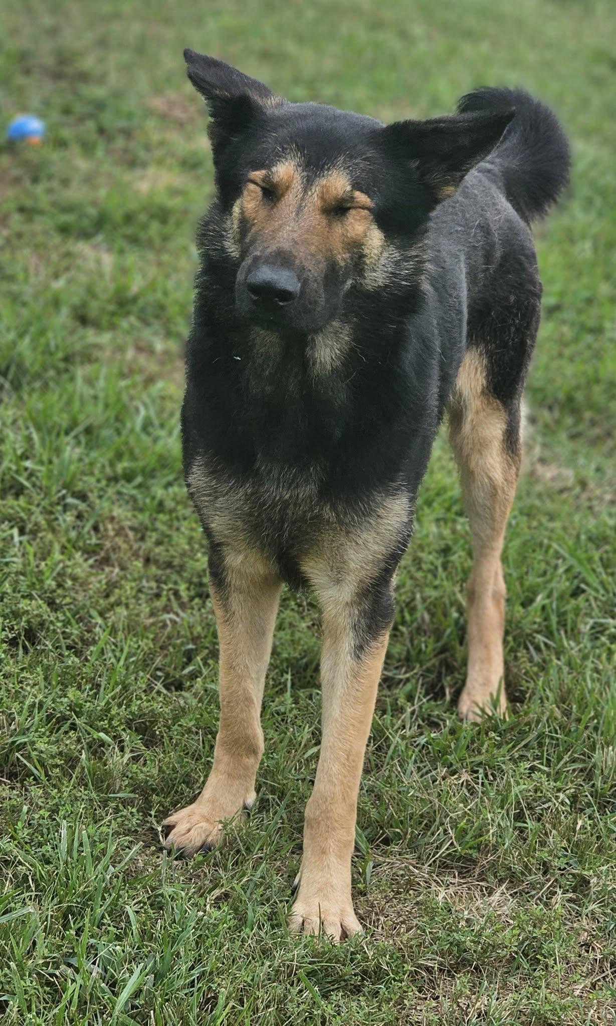 Enlarge Linnea, an adopted German Shepherd Dog in Fort Payne, AL image 4/6
