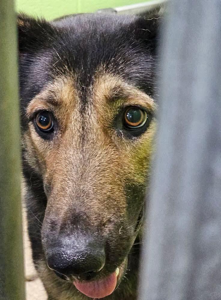 Enlarge Linnea, an adopted German Shepherd Dog in Fort Payne, AL image 5/6