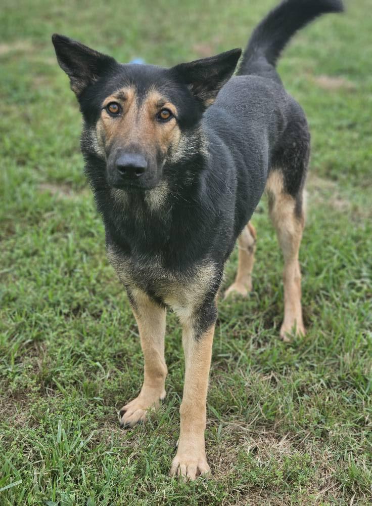 Enlarge Linnea, an adopted German Shepherd Dog in Fort Payne, AL image 2/6