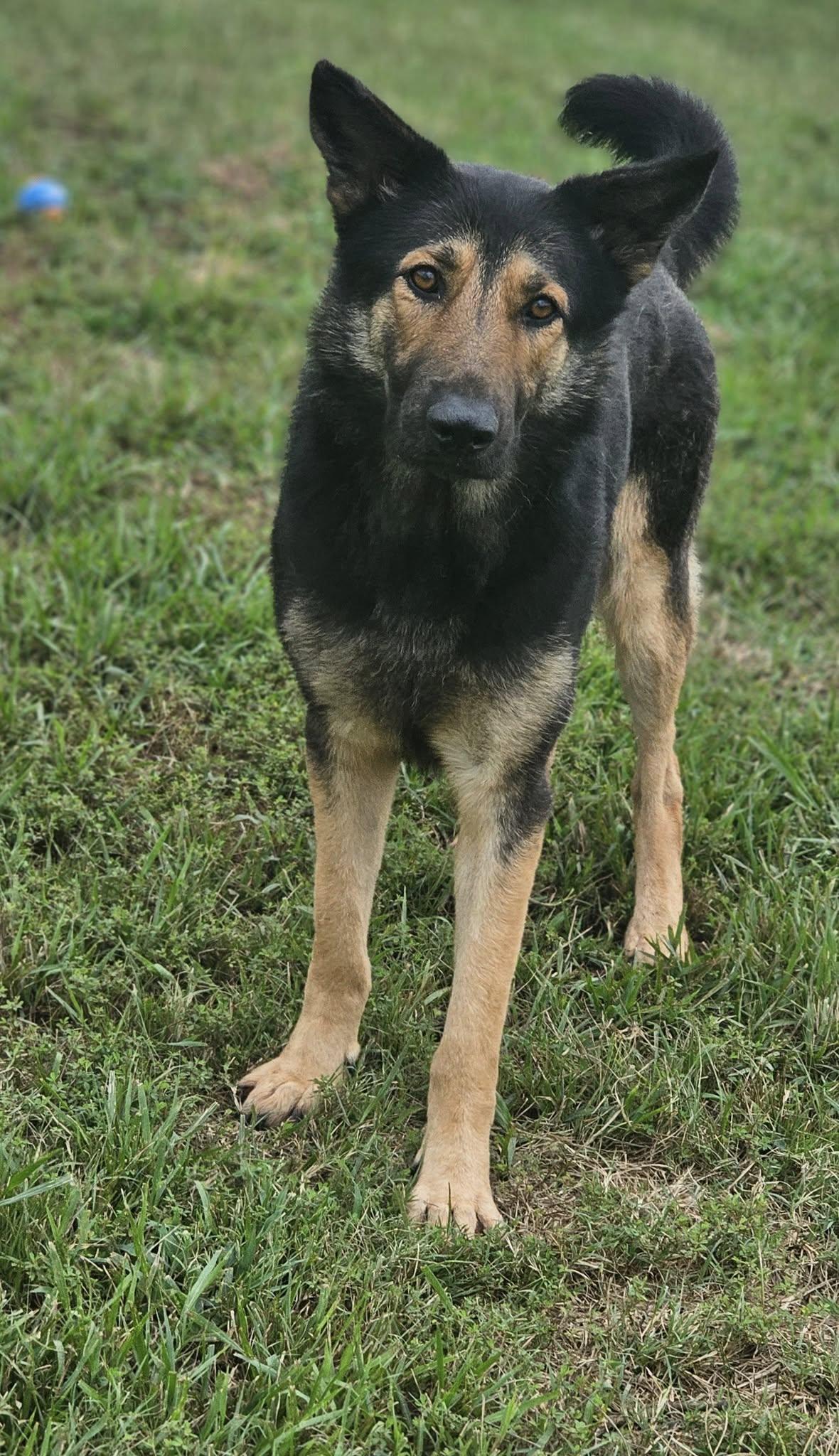 Enlarge Linnea, an adopted German Shepherd Dog in Fort Payne, AL image 3/6