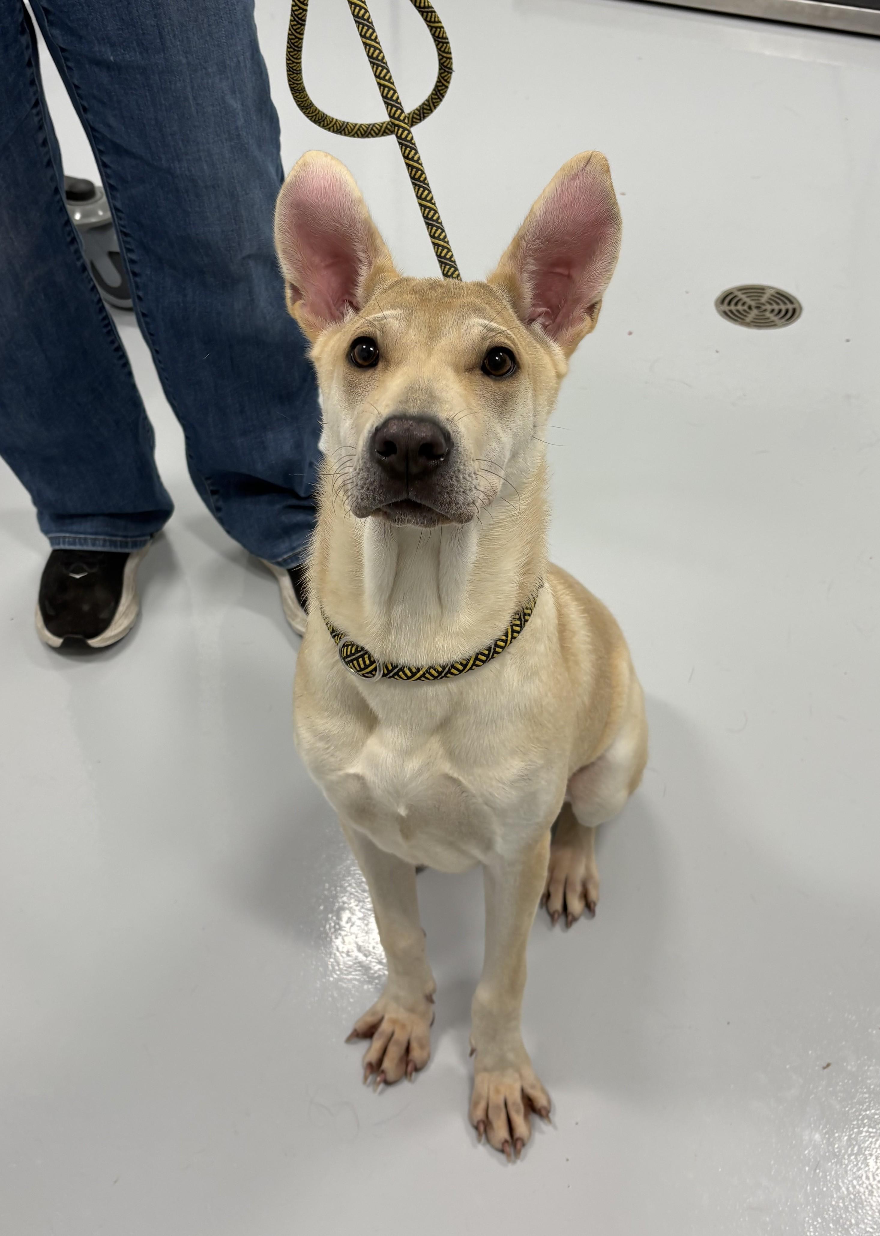 Nova, ADOPTABLE, Young Female Mixed Breed & Shepherd.