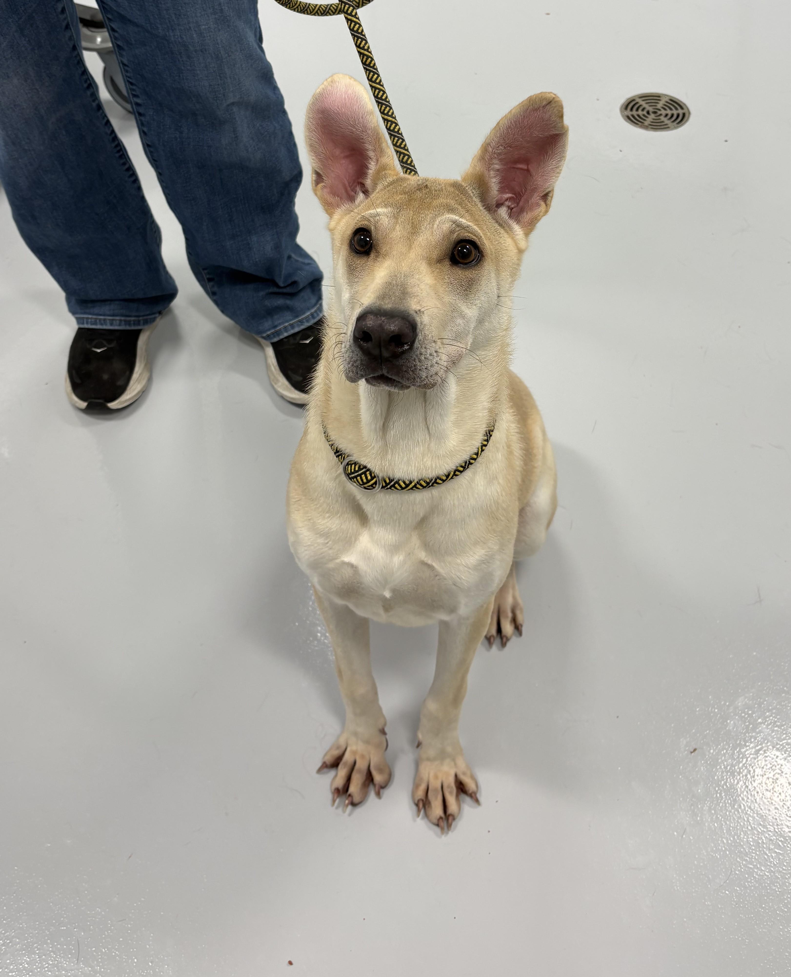 Enlarge Nova, a ADOPTABLE mixed breed in Kankakee, IL image 2/2