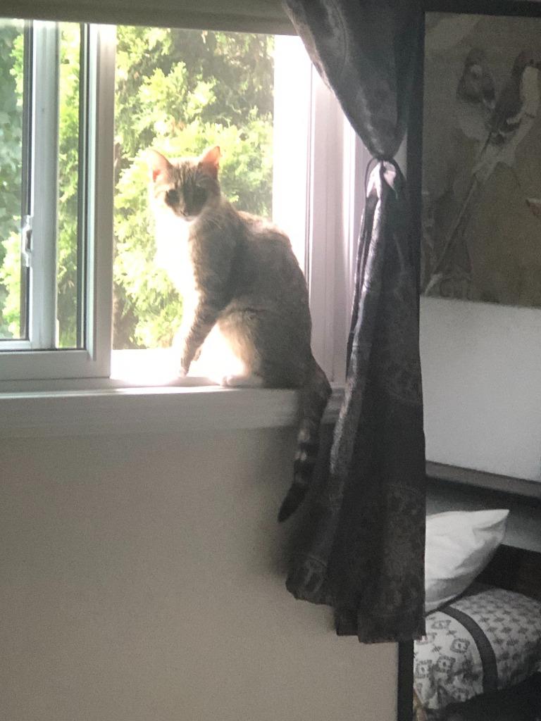 Warden, Adoptable, Adult Male Domestic Short Hair.