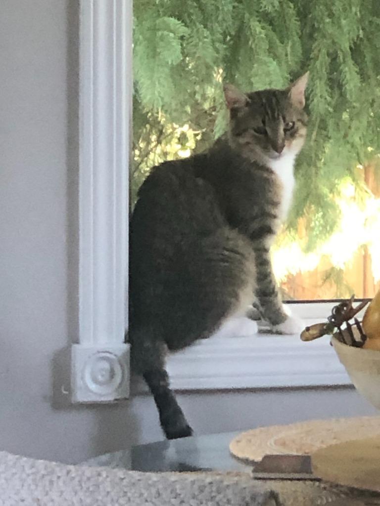 Warden, Adoptable, Adult Male Domestic Short Hair.