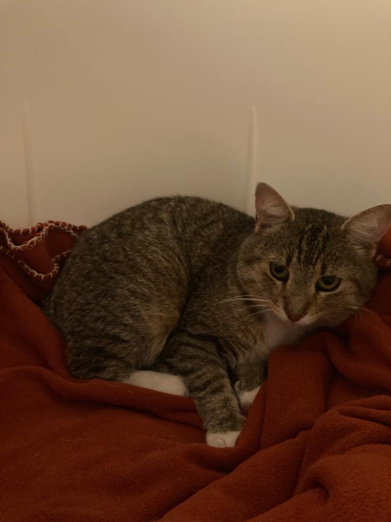 Enlarge Warden, a Adoptable Domestic Short Hair in Arthur, ON image 2/6