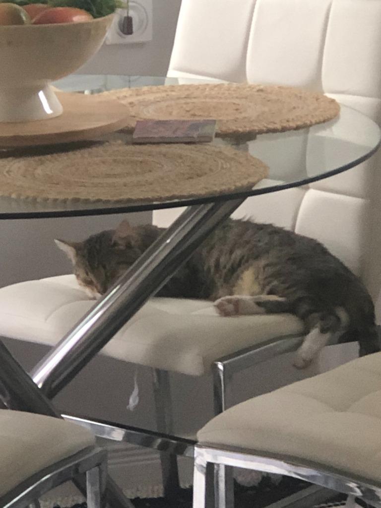 Enlarge Warden, a Adoptable Domestic Short Hair in Arthur, ON image 2/6