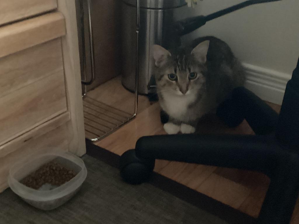 Enlarge Warden, a Adoptable Domestic Short Hair in Arthur, ON image 5/6