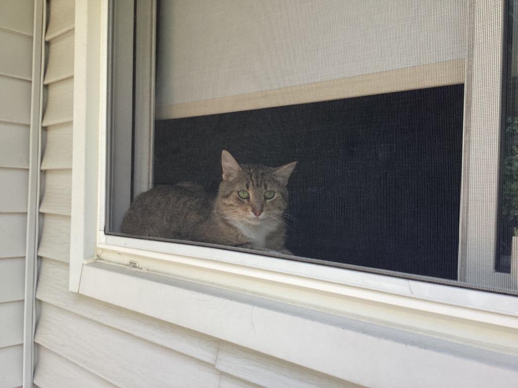 Enlarge Warden, a Adoptable Domestic Short Hair in Arthur, ON image 6/6