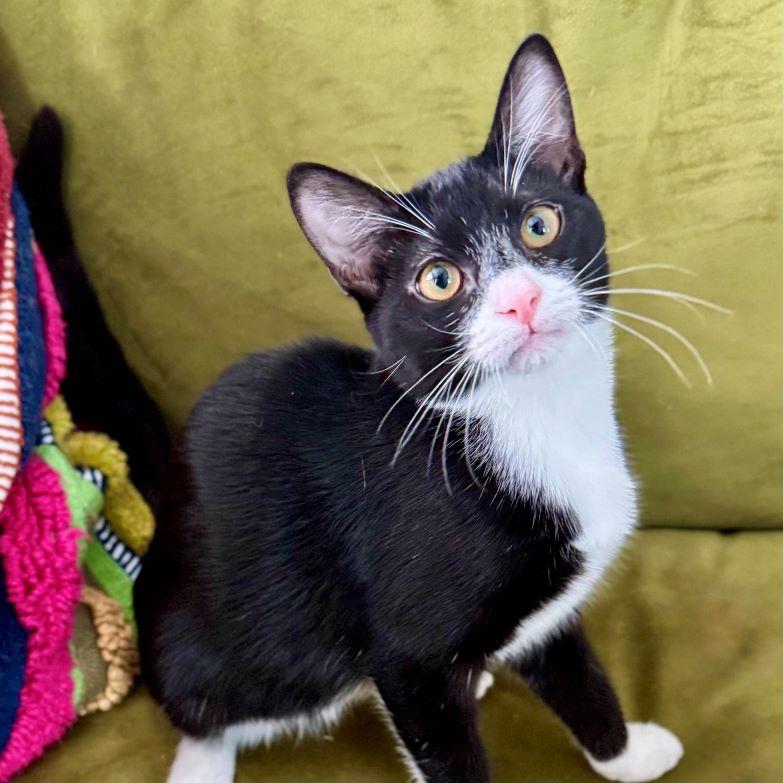 Cami, Adoptable, Kitten Female Tuxedo & Domestic Short Hair.