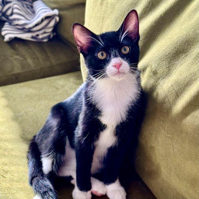 Cami, a Adoptable mixed breed in Tulsa, OK image 4/4