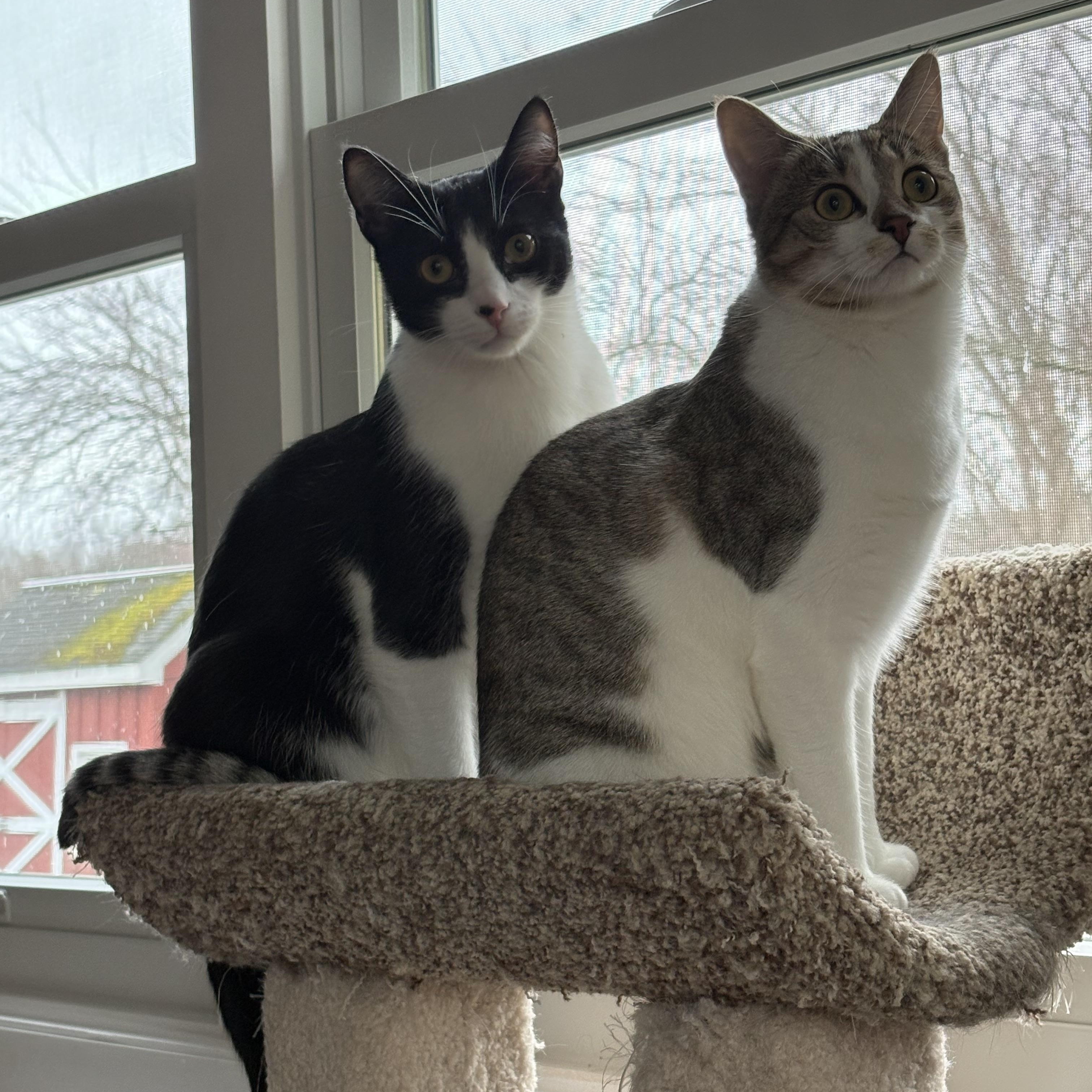 Cricket, a Adoptable Domestic Short Hair in Delmar, NY image 2/6