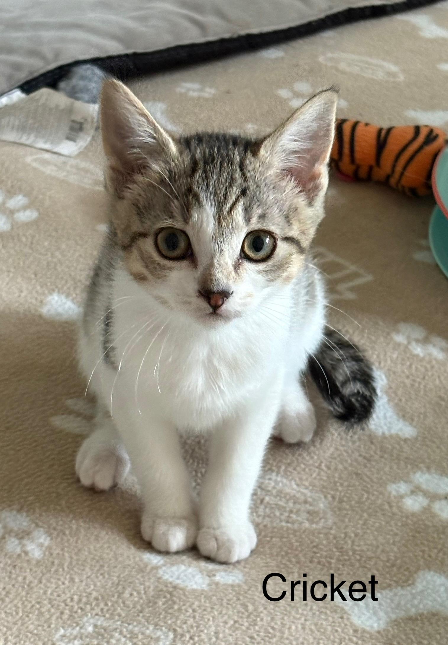 Enlarge Cricket, a Adoptable Domestic Short Hair in Delmar, NY image 2/4