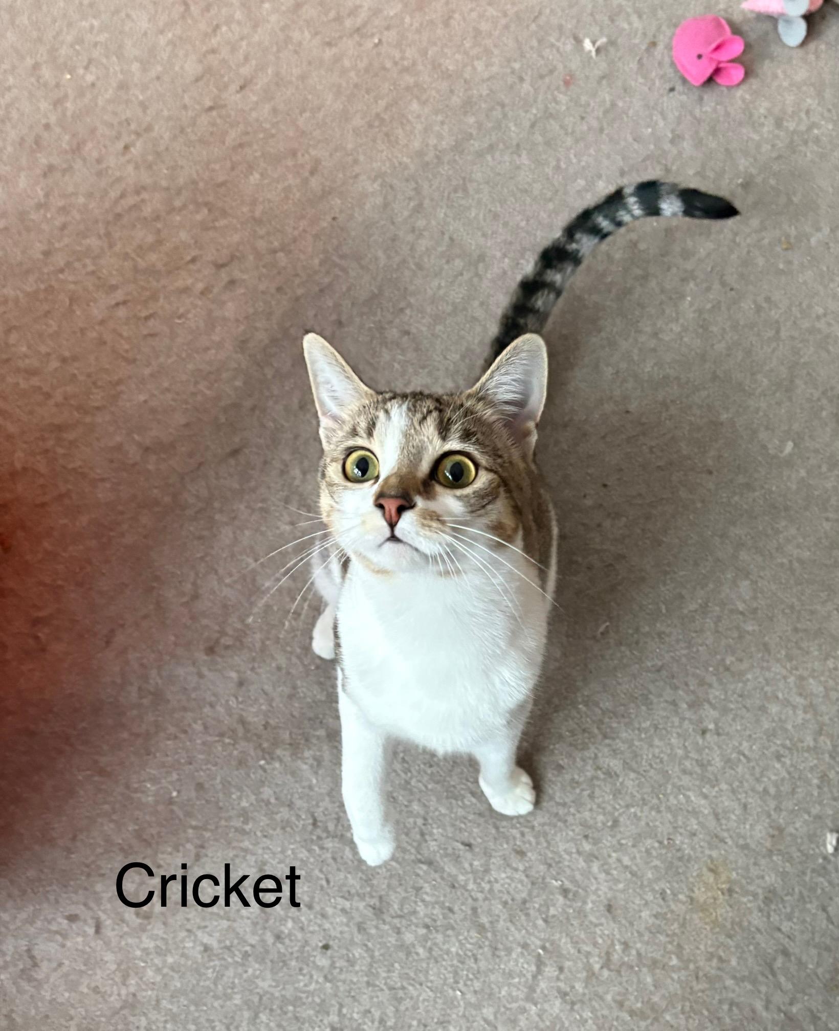 Enlarge Cricket, a Adoptable Domestic Short Hair in Delmar, NY image 3/4