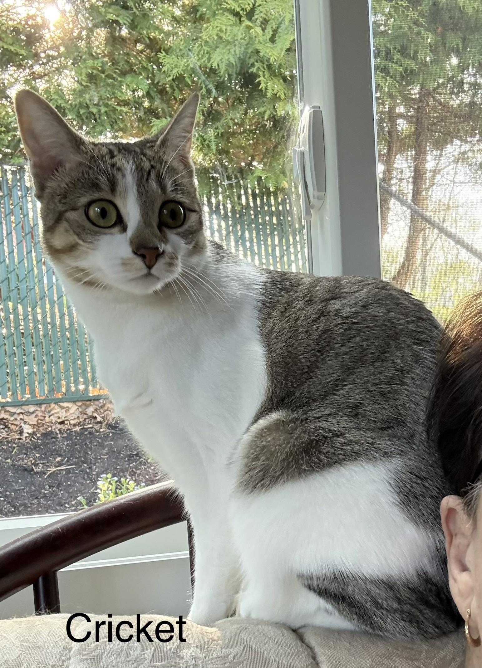 Cricket, a Adoptable Domestic Short Hair in Delmar, NY image 1/6