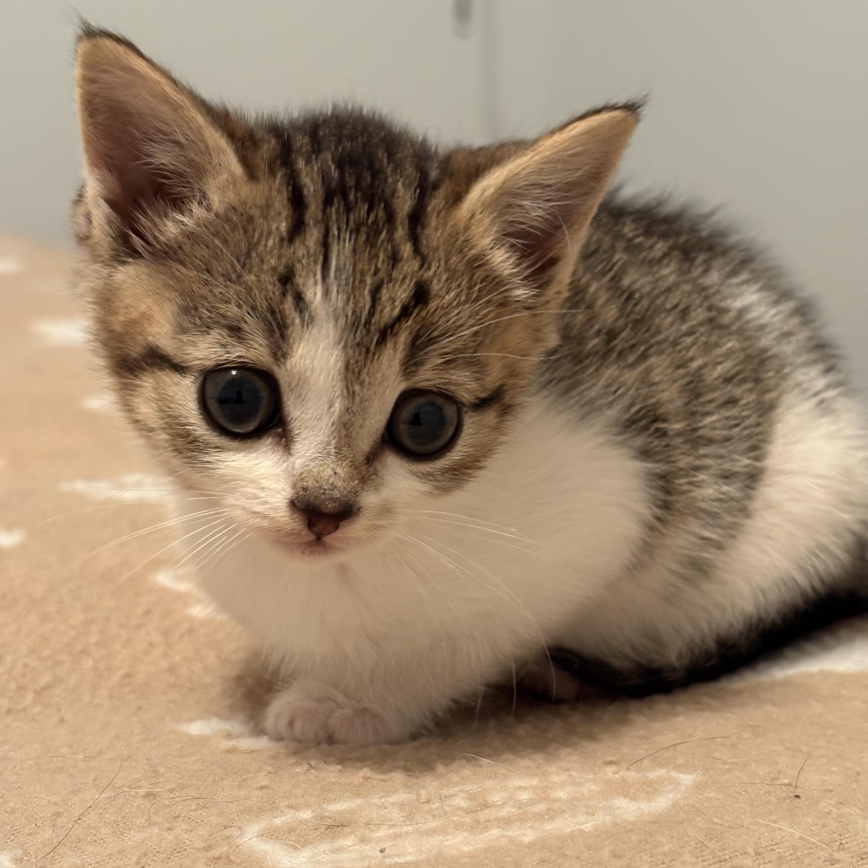 Enlarge Cricket, a Adoptable Domestic Short Hair in Delmar, NY image 4/4