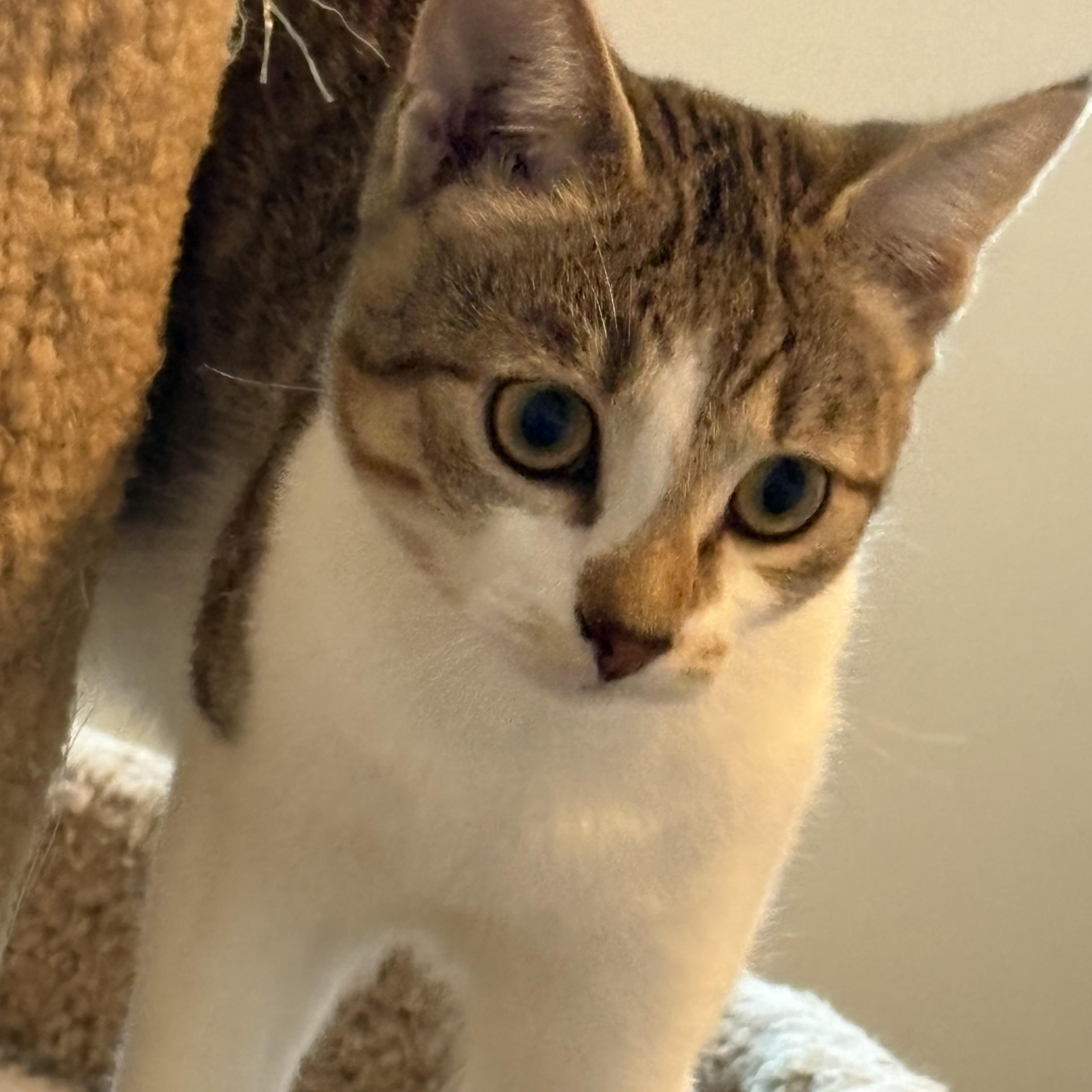 Cricket, Adoptable, Young Female Domestic Short Hair.