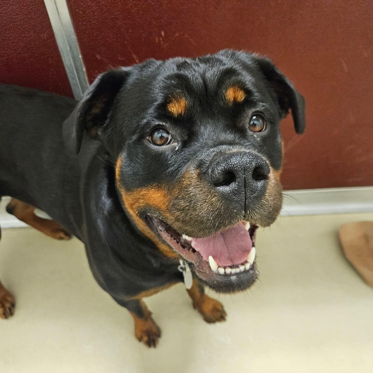 Cleo, a ADOPTABLE Rottweiler in Phoenixville, PA image 2/6