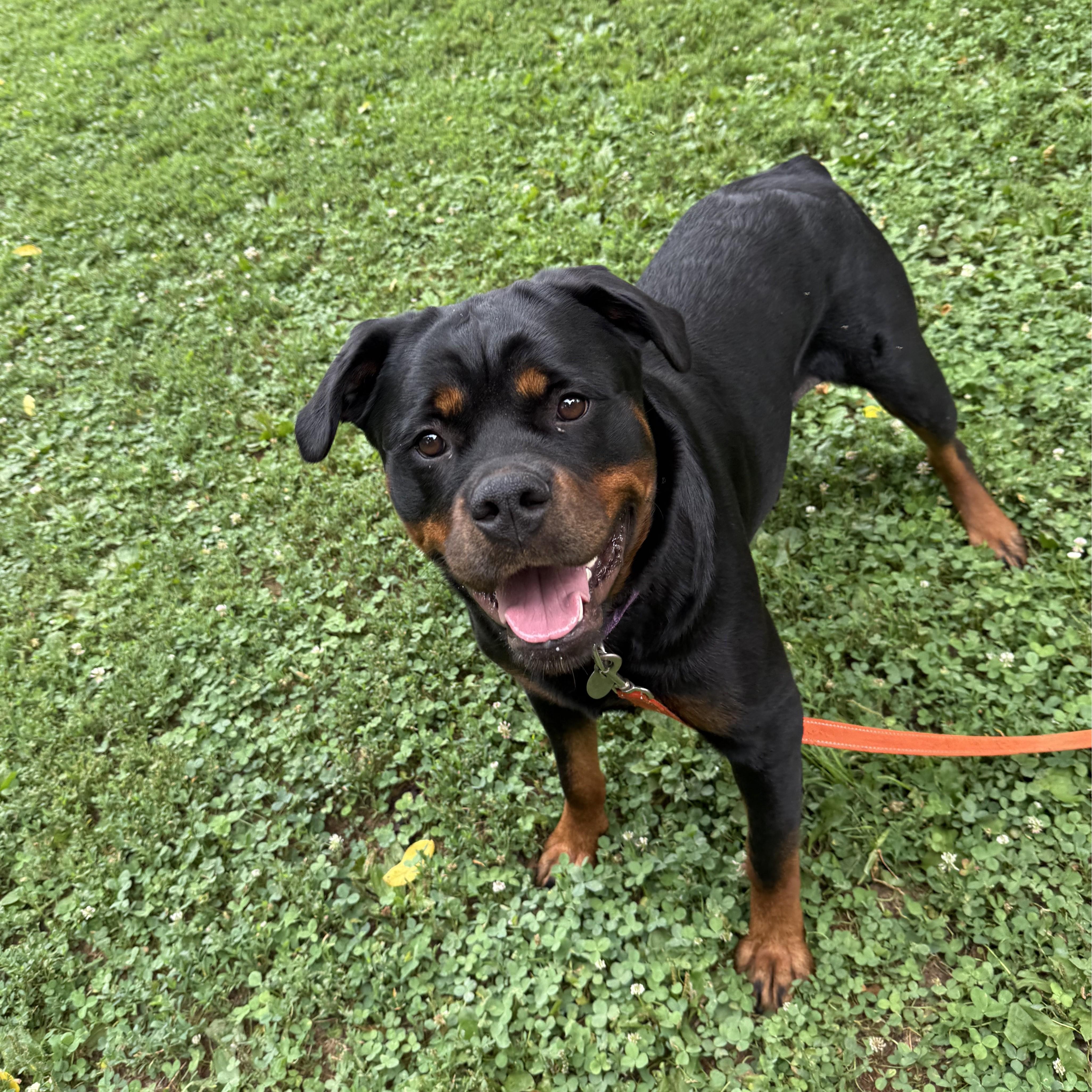 Cleo, a ADOPTABLE Rottweiler in Phoenixville, PA image 4/6