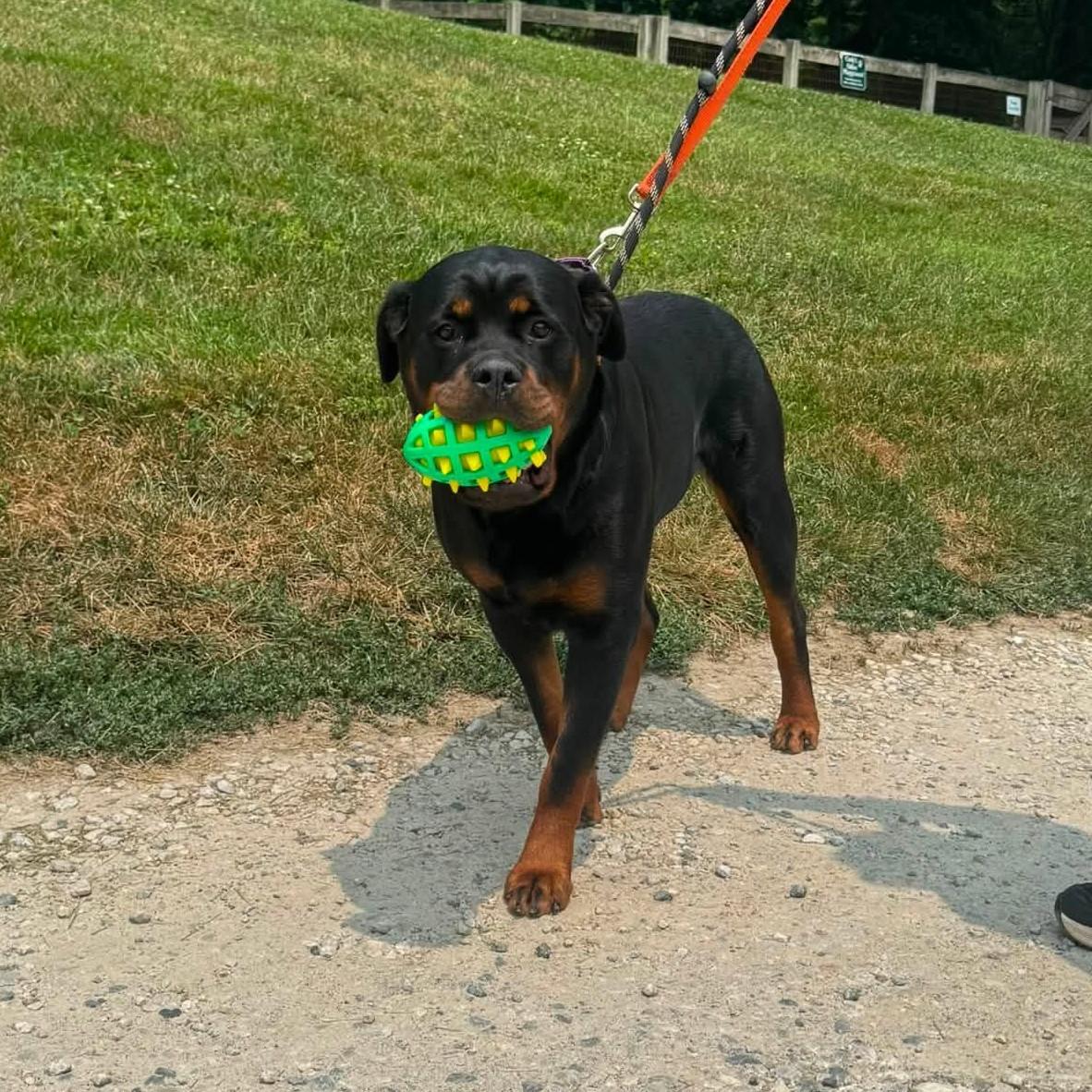 Cleo, a ADOPTABLE Rottweiler in Phoenixville, PA image 3/6