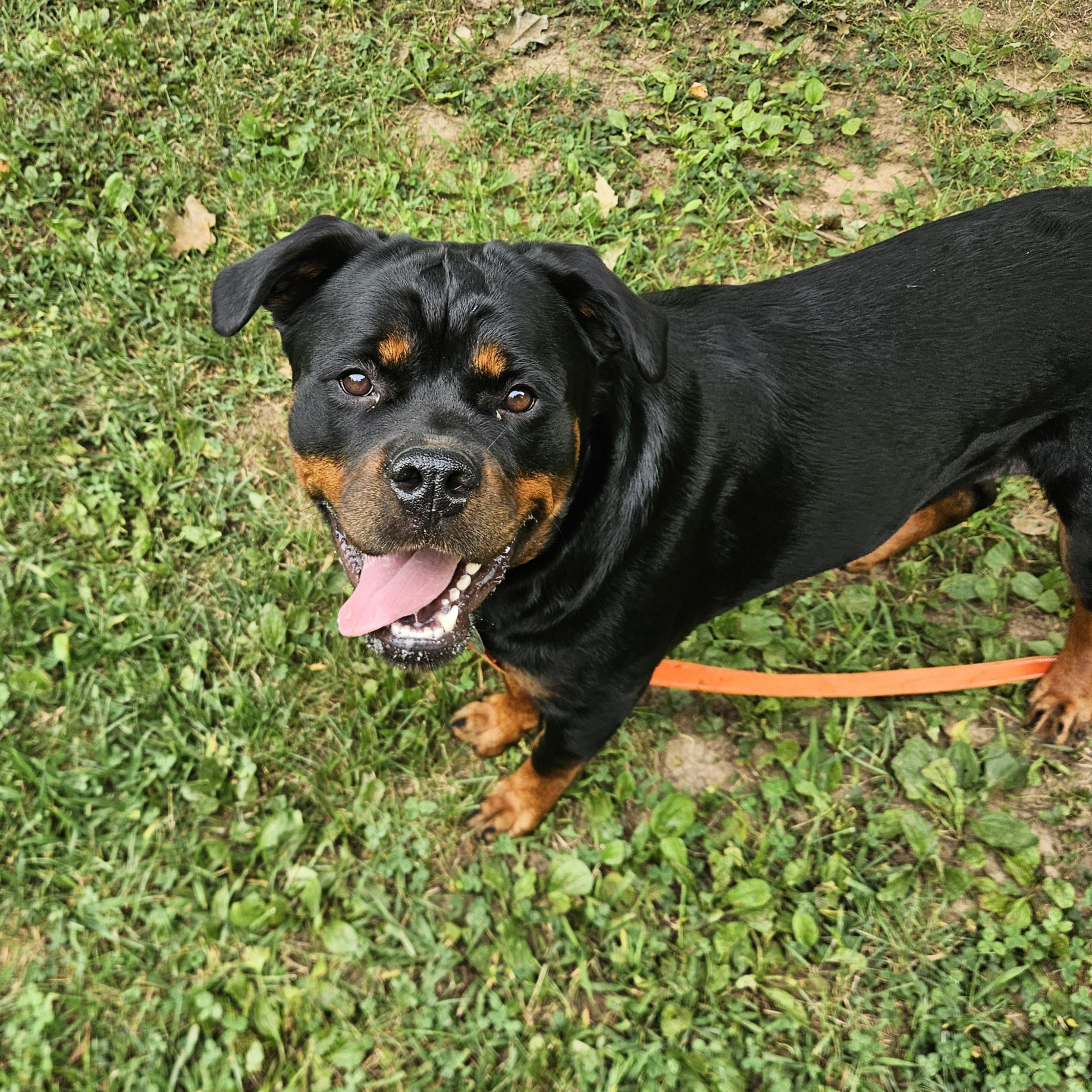 Cleo, ADOPTABLE, Young Female Rottweiler.