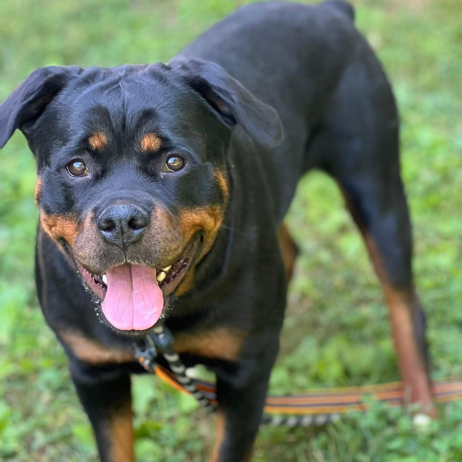 Cleo, a ADOPTABLE Rottweiler in Phoenixville, PA image 6/6