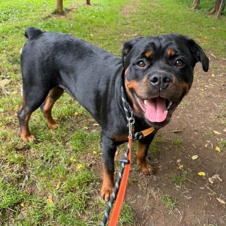 Cleo, ADOPTABLE, Young Female Rottweiler.