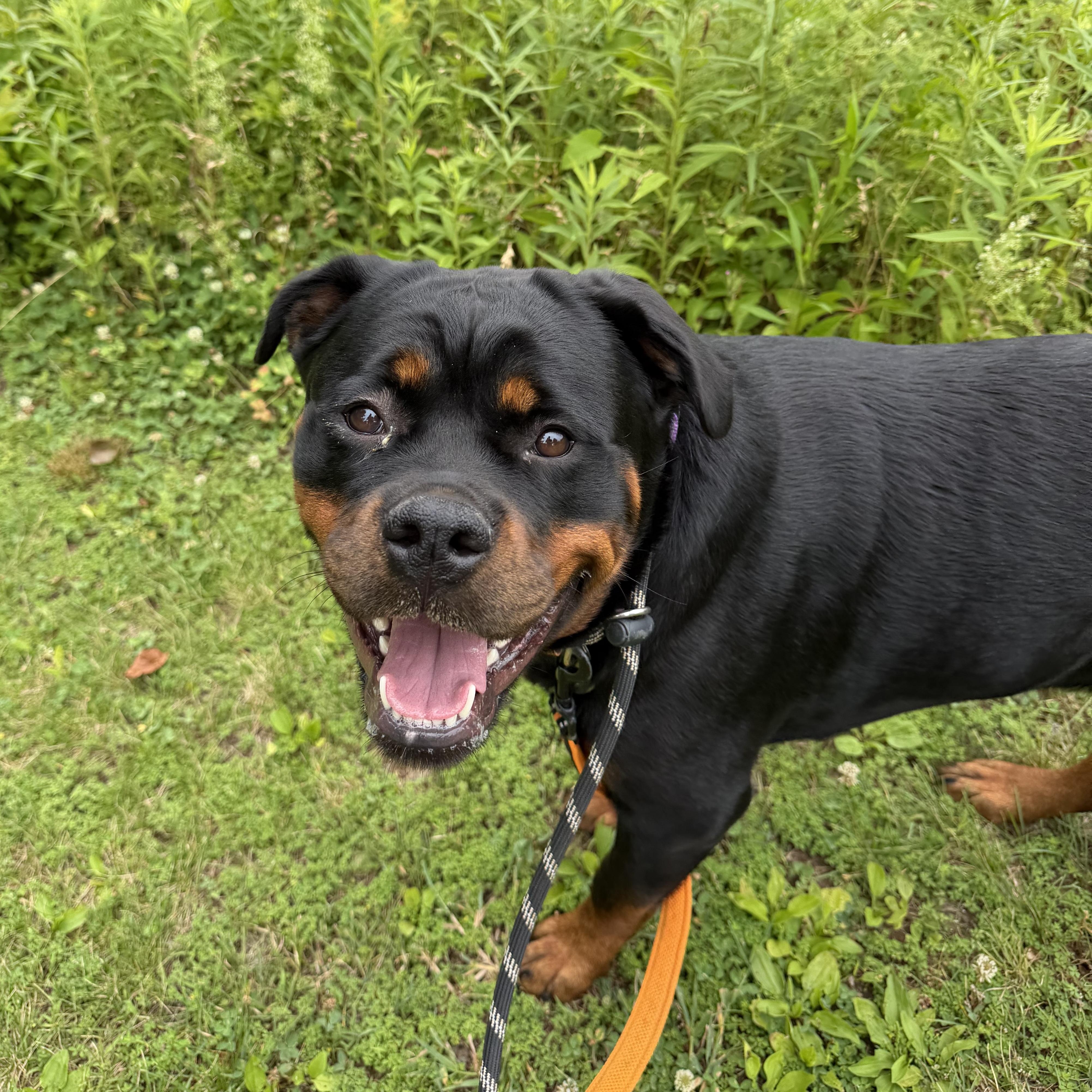 Cleo, a ADOPTABLE Rottweiler in Phoenixville, PA image 5/6