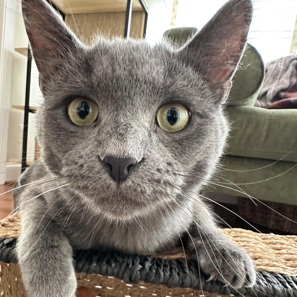Cryptmachine, Adoptable, Young Male Domestic Short Hair.