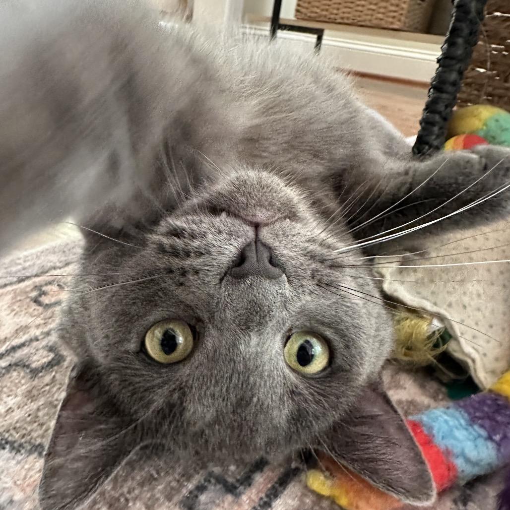 Cryptmachine, a Adoptable Domestic Short Hair in Fredericksburg, VA image 2/6